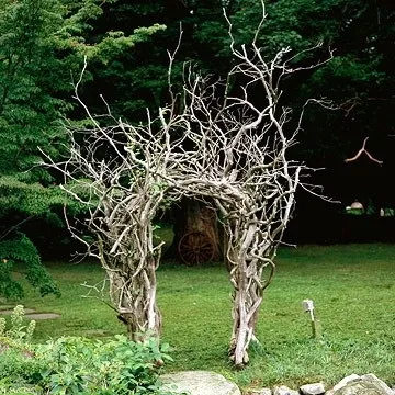 Коріння і корчі на дачі в саду (25 фото) (саду) Коріння і корчі на дачі в саду (25 фото)