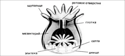 Корал це тварина або рослина