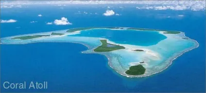 Корал це тварина або рослина