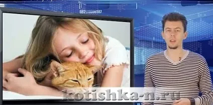 Котячий лишай у людини, як можна заразитися від хворої тварини (заразитися) Котячий лишай у людини, як можна заразитися від хворої тварини