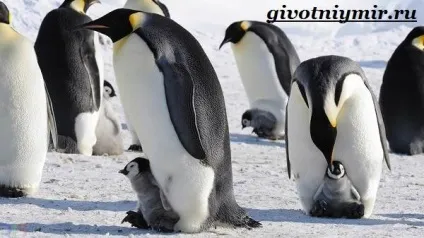 Королівський пінгвін