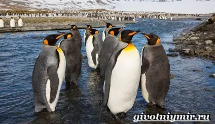Королівський пінгвін