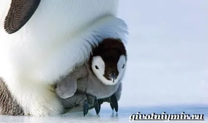Королівський пінгвін