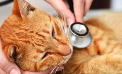 Котячий грип симптоми і лікування в домашніх умовах (котячий) Котячий грип симптоми і лікування в домашніх умовах