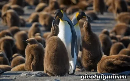 Королівський пінгвін