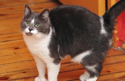 Годування літній кішки (кота) - муркоте про кішок і котів (кішки) Годування літній кішки (кота) - муркоте про кішок і котів