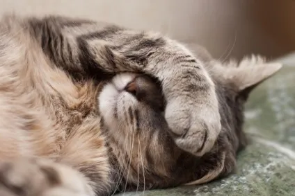 Котячий грип симптоми і лікування в домашніх умовах (грип) Котячий грип симптоми і лікування в домашніх умовах