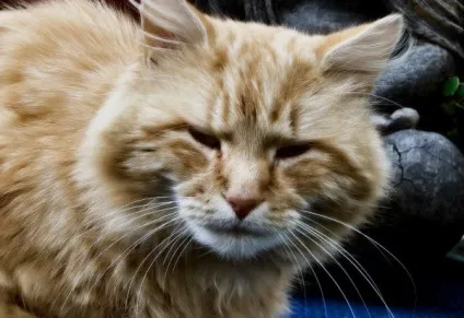 Котячий грип симптоми і лікування в домашніх умовах (грип) Котячий грип симптоми і лікування в домашніх умовах