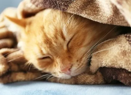 Котячий грип симптоми і лікування в домашніх умовах (котячий) Котячий грип симптоми і лікування в домашніх умовах