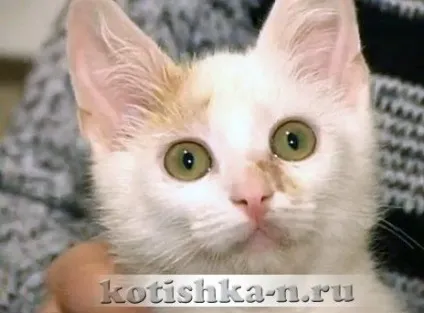 Котячий лишай у людини, як можна заразитися від хворої тварини (котячий) Котячий лишай у людини, як можна заразитися від хворої тварини