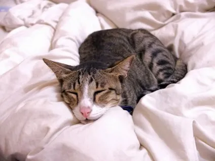 Котячий грип симптоми і лікування в домашніх умовах (симптоми) Котячий грип симптоми і лікування в домашніх умовах