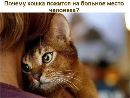 Кішки - домашні - цілителі