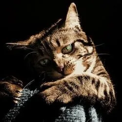 Свербіж шкіри у кішок (народна медицина) - все про котів і кішок з любов'ю (свербіння вашої кішки) Свербіж шкіри у кішок (народна медицина) - все про котів і кішок з любов'ю