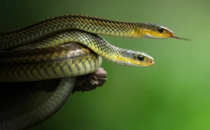 Красиві змії картинки, фото змій на новий рік 2013 (Blue Racer Snake) Красиві змії картинки, фото змій на новий рік 2013