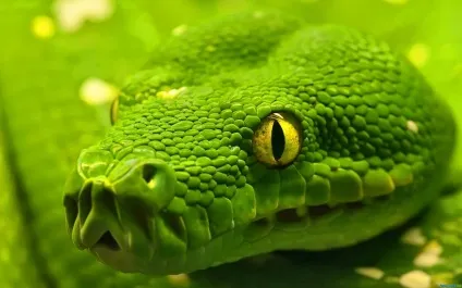Красиві змії картинки, фото змій на новий рік 2013 (Blue Racer Snake) Красиві змії картинки, фото змій на новий рік 2013