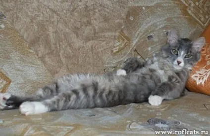 Кот або чоловік кого ж вибрати (Єдине можеш розраховувати) Кот або чоловік кого ж вибрати