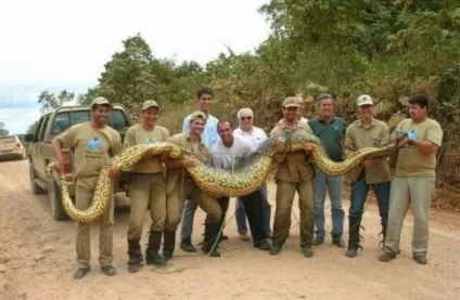 Красиві змії картинки, фото змій на новий рік 2013 (Blue Racer Snake) Красиві змії картинки, фото змій на новий рік 2013