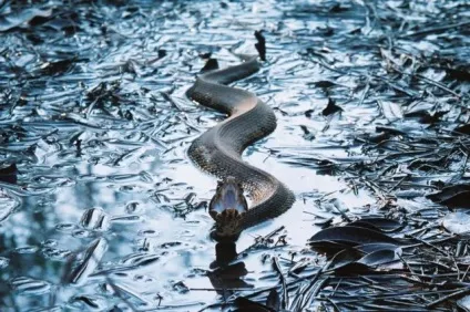 Красиві змії картинки, фото змій на новий рік 2013 (Blue Racer Snake) Красиві змії картинки, фото змій на новий рік 2013