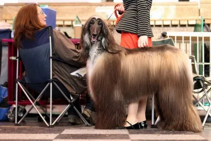 Крафт - (crufts dog show) - всесвітня виставка собак з віковою історією (crufts) Крафт - (crufts dog show) - всесвітня виставка собак з віковою історією