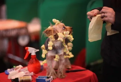 Крафт - (crufts dog show) - всесвітня виставка собак з віковою історією (show) Крафт - (crufts dog show) - всесвітня виставка собак з віковою історією