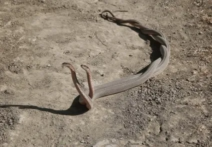 Красиві змії картинки, фото змій на новий рік 2013 (Blue Racer Snake) Красиві змії картинки, фото змій на новий рік 2013