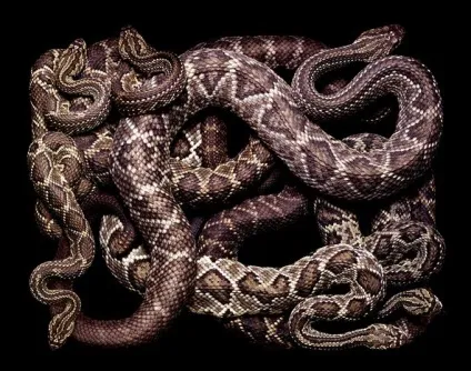 Красиві змії картинки, фото змій на новий рік 2013 (Blue Racer Snake) Красиві змії картинки, фото змій на новий рік 2013