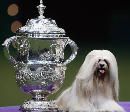 Крафт - (crufts dog show) - всесвітня виставка собак з віковою історією (show) Крафт - (crufts dog show) - всесвітня виставка собак з віковою історією
