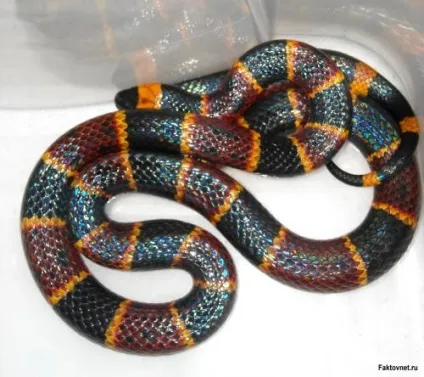 Красиві змії картинки, фото змій на новий рік 2013 (Blue Racer Snake) Красиві змії картинки, фото змій на новий рік 2013