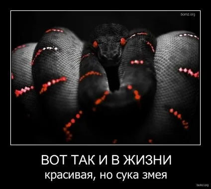 Красиві змії картинки, фото змій на новий рік 2013 (змій) Красиві змії картинки, фото змій на новий рік 2013