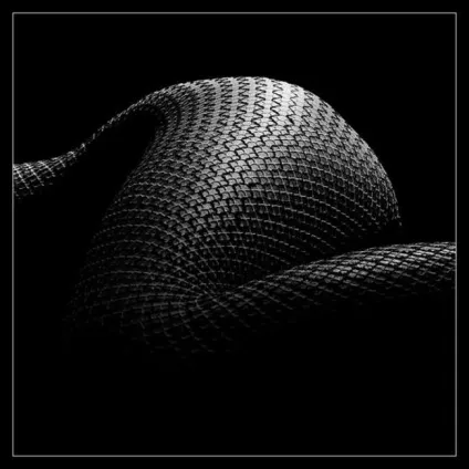 Красиві змії картинки, фото змій на новий рік 2013 (Blue Racer Snake) Красиві змії картинки, фото змій на новий рік 2013
