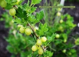 Агрус корисні властивості і шкода, склад і калорійність (властивості) Агрус корисні властивості і шкода, склад і калорійність