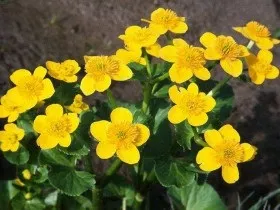 Культури для болотистих ділянок, опис рослин, особливості, перелік видів і сортів (культури) Культури для болотистих ділянок, опис рослин, особливості, перелік видів і сортів