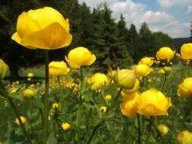Культури для болотистих ділянок, опис рослин, особливості, перелік видів і сортів (культури) Культури для болотистих ділянок, опис рослин, особливості, перелік видів і сортів