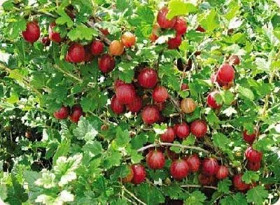Агрус корисні властивості агрусу застосування в лікуванні і кулінарії (властивості) Агрус корисні властивості агрусу застосування в лікуванні і кулінарії