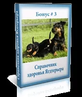 Курс дресирування ягдтерьера в домашніх умовах