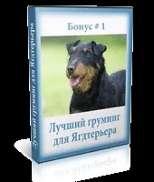 Курс дресирування ягдтерьера в домашніх умовах