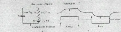 002 Збудливі тканини