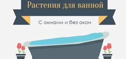 10 Кращих рослин для ванної кімнати (з вікнами) 10 Кращих рослин для ванної кімнати