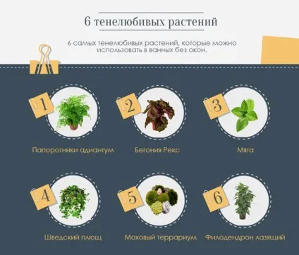 10 Кращих рослин для ванної кімнати (кімнати) 10 Кращих рослин для ванної кімнати