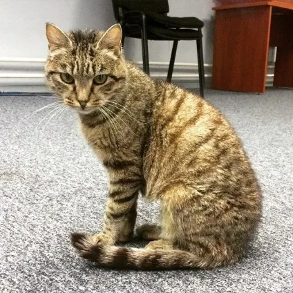 10 найвпливовіших котовУкаіни (новини) 10 найвпливовіших котовУкаіни