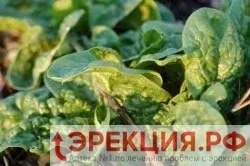 5 магічних продуктів для поліпшення ерекції