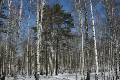 4Green - сайт про природу та екології (Захист холоду взимку) 4Green - сайт про природу та екології