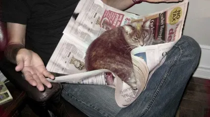 25 Котів, які хочуть, щоб ви припинили Новомосковскть (читати) 25 Котів, які хочуть, щоб ви припинили Новомосковскть
