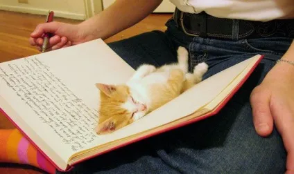 25 Котів, які хочуть, щоб ви припинили Новомосковскть (хочуть) 25 Котів, які хочуть, щоб ви припинили Новомосковскть