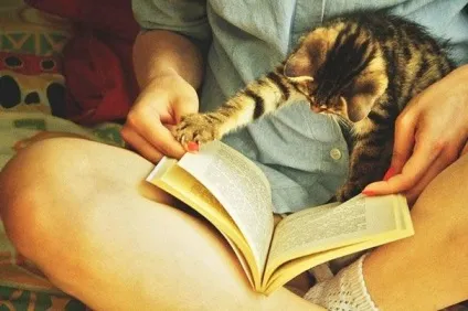 25 Котів, які хочуть, щоб ви припинили Новомосковскть (хочуть) 25 Котів, які хочуть, щоб ви припинили Новомосковскть