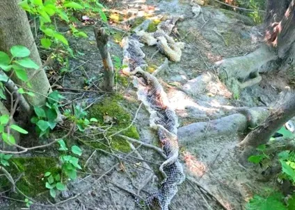 15 Тривожних фактів про змій, які ви вважали за краще б не знати, fresher - найкраще з рунета за день!