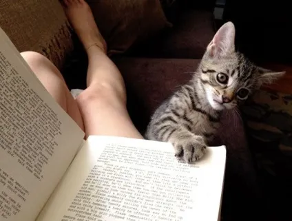25 Котів, які хочуть, щоб ви припинили Новомосковскть (читати) 25 Котів, які хочуть, щоб ви припинили Новомосковскть