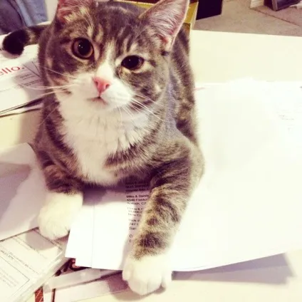 25 Котів, які хочуть, щоб ви припинили Новомосковскть (читати) 25 Котів, які хочуть, щоб ви припинили Новомосковскть