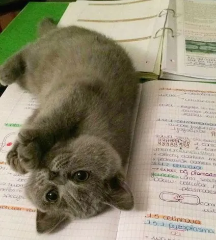 25 Котів, які хочуть, щоб ви припинили Новомосковскть (хочуть) 25 Котів, які хочуть, щоб ви припинили Новомосковскть