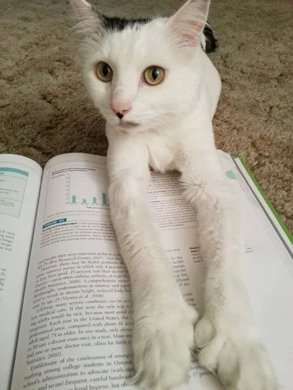 25 Котів, які хочуть, щоб ви припинили Новомосковскть (хочуть) 25 Котів, які хочуть, щоб ви припинили Новомосковскть
